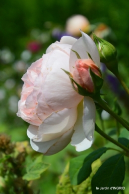 jardin,papillons,Cadouin,légumes,Sophie, 089.JPG