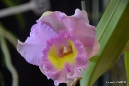 canal,jardin,Mombazillac,bonzais,orchidées 151.JPG