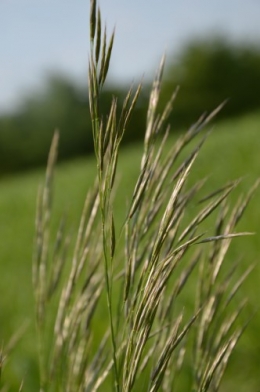rosier de banks,Mme Al.,corète,cane,ancolies,iris,julienne 076.JPG