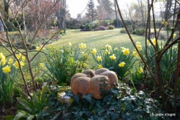 jonquilles ,primevères,après la tonte 008.JPG