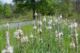 ancolies,asphodéline,Mouleydier,géraniums vivaces 054.JPG
