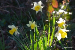 bouquet,pt jonquilles,bord Dordogne 094.JPG