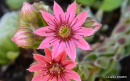 jardin,les filles,gerbera,Lalinde 072.JPG