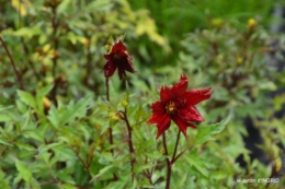 chez Willy,jardin 022.JPG