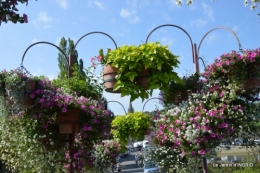 jardin,les filles,gerbera,Lalinde 133.JPG