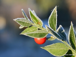 Mompazier,oiseaux,givre 034.JPG