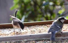 les oiseaux,les poules d'eau 080.JPG
