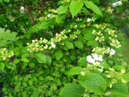 avril2012 047.JPG
