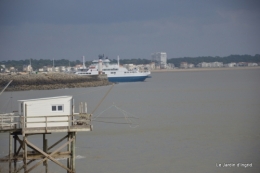 Royan,les cigognes,helebores 071.JPG