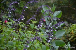 canal dentelles,Nernadette,fleurettes,apres tonte 109.JPG