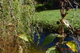 octobrejardin,citrouillesIssegeac,leCLOSdesSOURCES 121.JPG