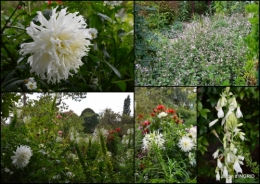 2016-09-13 bouquet,jardin de Monet,les vaches,Pourville sur mer8.jpg