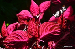 jachère,couleur,bouquet 012.JPG