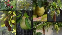 2013-08-29 jardin,fruits,Caro,papillons,manthe religieuse,Lalinde1.jpg