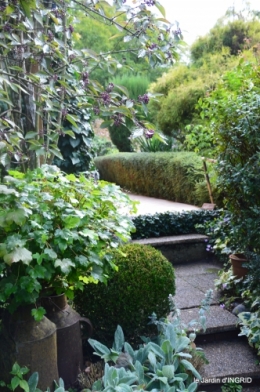 Tuillières,stenbergias,Jaune,jardin,chassis 212.JPG
