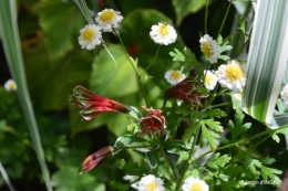 jardin,papillons,Cadouin,légumes,Sophie, 058.jpg