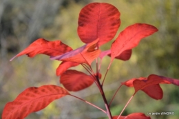 novembre en automne 146.JPG