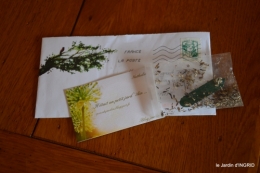 Haie,taille,hélébores,enveloppes 004.JPG
