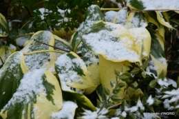 oiseaux première neige 052.JPG