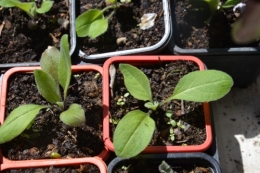 iris,arbre de judée,pivoine,Arya,viburnum,pts plants,cytise,akéb 069.JPG