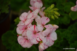 Fouleix,marguerites,hostas 025.JPG