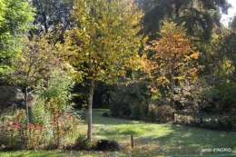 Jardin à l'automne 056.JPG