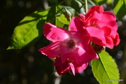 mon coin,Monique,les oies,mon jardin 075.JPG