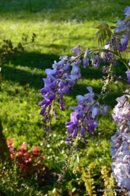 Ciron,pivoine,escargot,jardin,ancolie,glycine 214.JPG