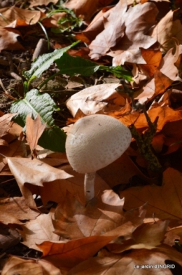 canal automne ,jardin,Ines 108.JPG