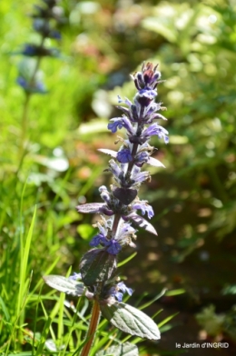 colline,orchidée,nature,jardin fleuri 012.JPG