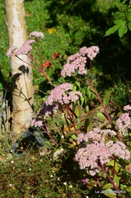 jardin ,bouquet 016.JPG