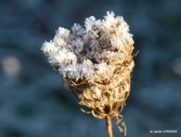 Mompazier,oiseaux,givre 072.JPG