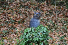 Brouillard,cypres chauve,jardinage 025.JPG