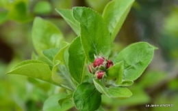 printemps,osier,tipi 043.JPG