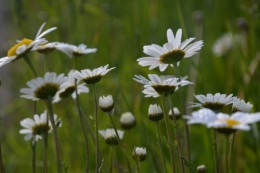 chateau  Banes,marché fleurs Lalinde 002.JPG