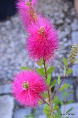 Cadouin,ancolies,roses,pollen,osier,photos Fabien,coquelicots 003.JPG