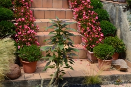 dahlias,jardin,puces st Avit Seigneur,Paniers Issigeac,Romane 103.JPG
