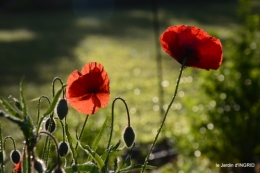 fleurs du jardin 046.JPG