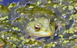 puces Lalinde,bébés canards,au moulin souci 125.JPG