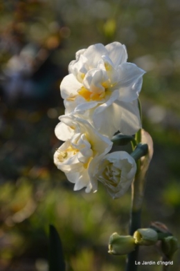 orchidée,puces à Creysse,jardin 041.JPG