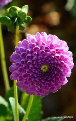 dahlias,jardin,puces st Avit Seigneur,Paniers Issigeac,Romane 057.JPG