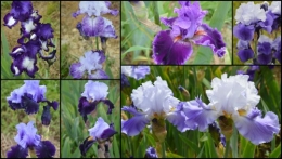 2013-05-12 serre,iris,ancolie,iriseraie Papon,moulin.jpg