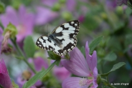 jardin matin,Romane ,nicky 036.JPG