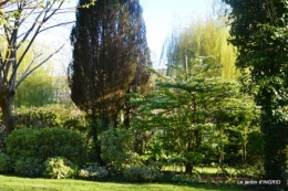 jardin confiné ,osier,magnolia jaune 165.JPG