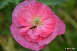 coquelicots,pivoines ,moi moi,roses 007.JPG