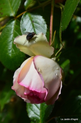 jardin,roses,cabane 108.JPG