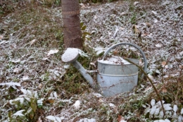 oiseaux première neige 021.JPG