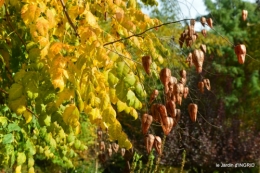 jardin automne,voisinage,canal 031.JPG