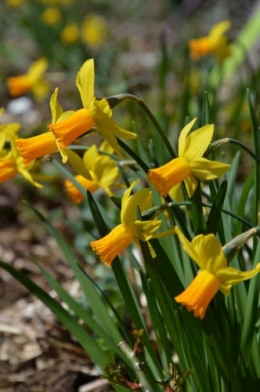 crocus,nichoirs,jonquilles,jardin,coucher du soleil 046.JPG