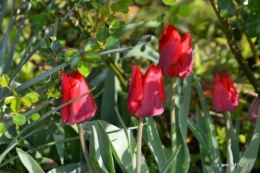 jardin confiné ,osier,magnolia jaune 025.JPG